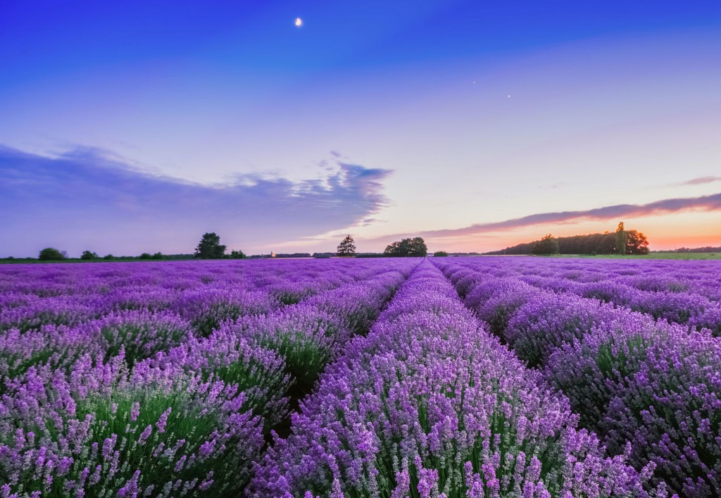 Sunrise and dramatic clouds over Lavender Field
