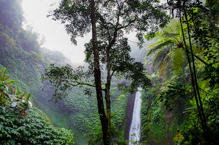 Regenwald_Wald_Wasserfall_Waterfall_Südamerika_web_Pixabay_384663